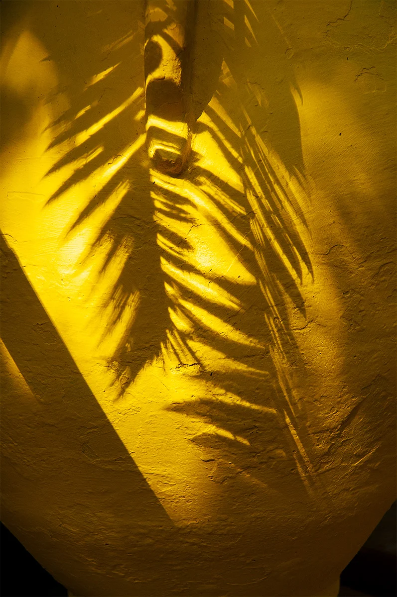 9_marrakech-ombre-palmier 1