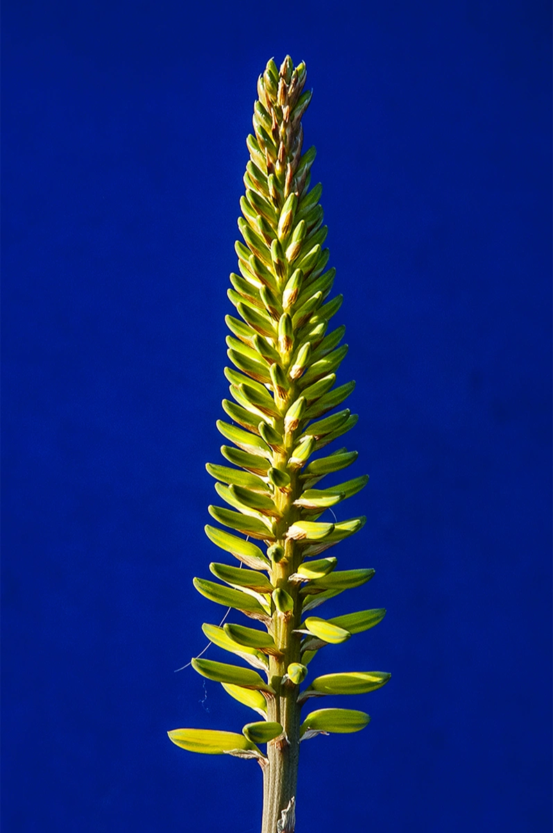 3_arbre-marrakech 1